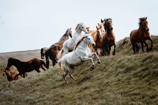 Photosie | Pferde | Hundefotograf auf alleFotografen