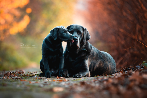 Photosie | Hunde | Portraitfotograf auf alleFotografen