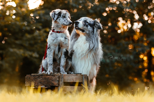 Photosie | Hunde | Hochzeitsfotograf auf alleFotografen