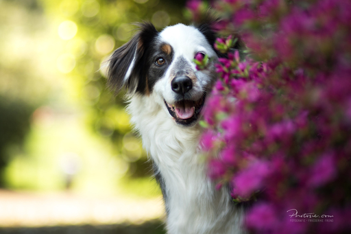 Photosie | Hunde | Hundefotograf auf alleFotografen