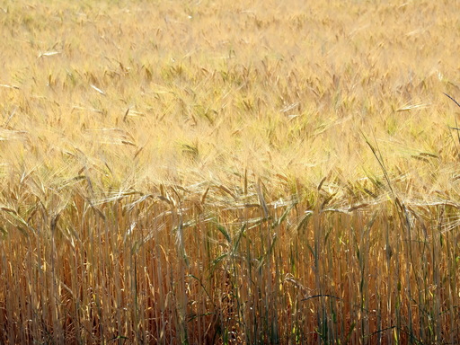 Otto Durst | Landwirtschaft | Landschaftsfotograf auf alleFotografen