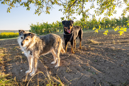 Gabi Reichert | Hunde | Tierfotograf auf alleFotografen