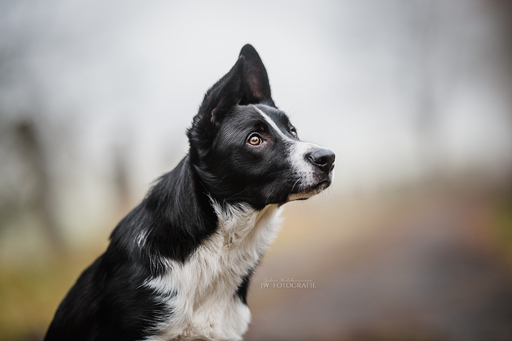 JW Fotografie | HUNDE | Hundefotograf auf alleFotografen
