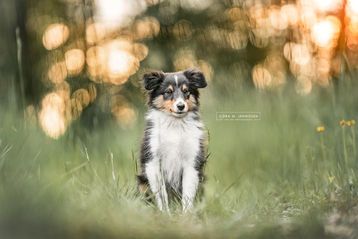 Cora M. Jennissen | Fine Art Tierfotografie | Hundefotograf auf alleFotografen