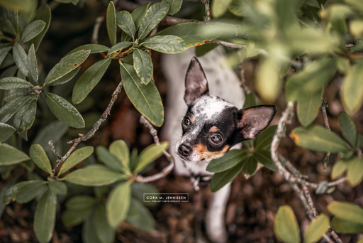 Cora M. Jennissen | Fine Art Tierfotografie | Werbefotograf auf alleFotografen