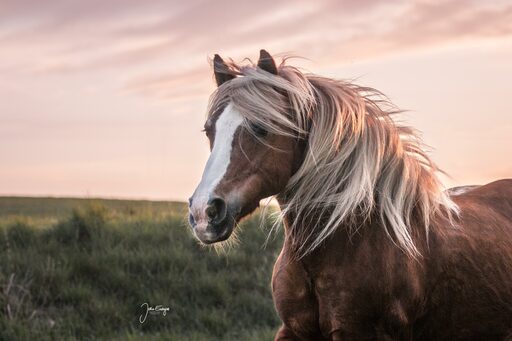 Julia Endrejat Photography | Pferde | Portraitfotograf auf alleFotografen