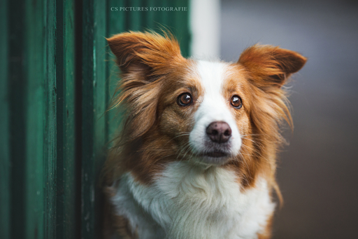 CS Pictures Fotografie | Hundefotografie | Werbefotograf auf alleFotografen