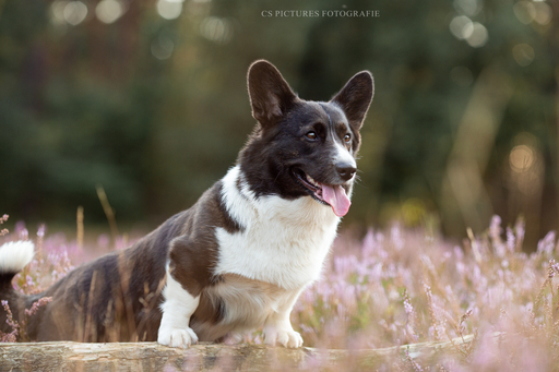 CS Pictures Fotografie | Hundefotografie | Portraitfotograf auf alleFotografen