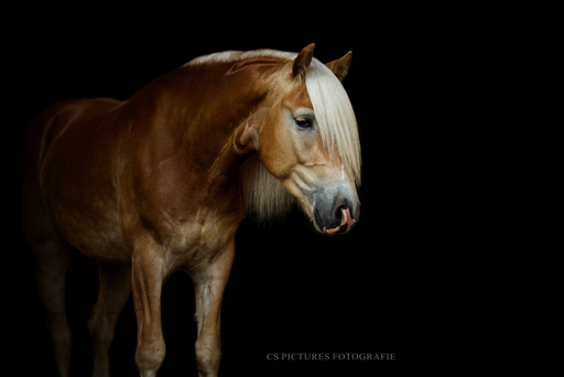 CS Pictures Fotografie | Pferdefotografie | Pferdefotograf auf alleFotografen