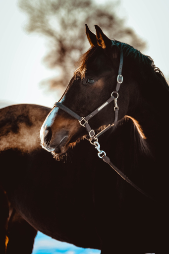 Sabrina Nicolai - Fotografie | Pferde | Hundefotograf auf alleFotografen