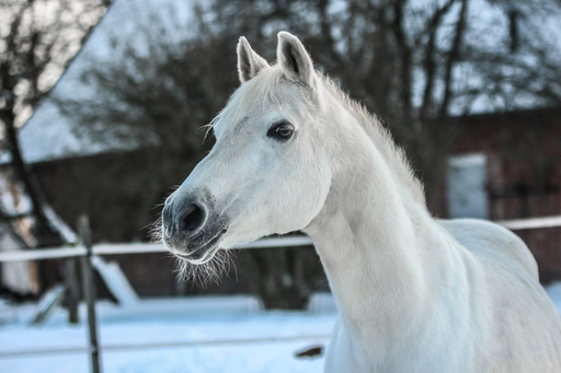 Sabrina Nicolai - Fotografie | Pferde | Hundefotograf auf alleFotografen