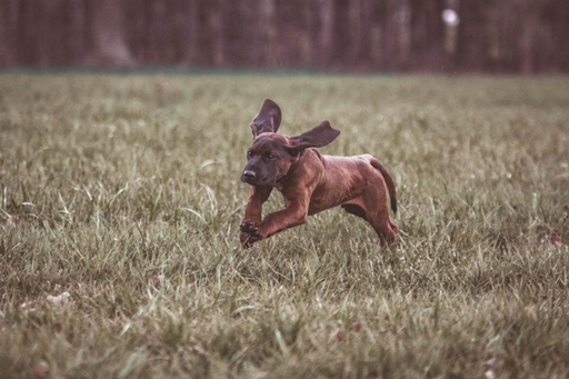 Sabrina Nicolai - Fotografie | Hunde | Pferdefotograf auf alleFotografen