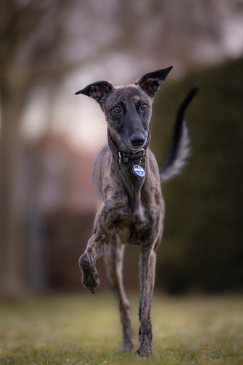Rico Magnucki | Hunde | Portraitfotograf auf alleFotografen