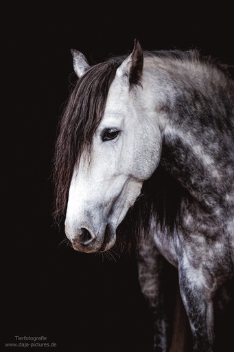 Tierfotografie daja-pictures | Pferdefotografie | Kinderfotograf auf alleFotografen