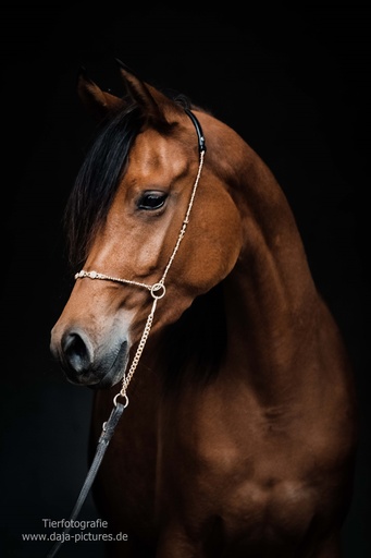 Tierfotografie daja-pictures | Pferdefotografie | Tierfotograf auf alleFotografen