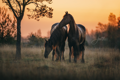 Janne Martens Fotografie | Horses | Tierfotograf auf alleFotografen