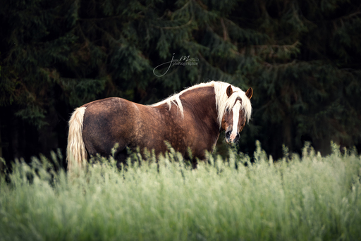 Janne Martens Fotografie | Horses | Tierfotograf auf alleFotografen