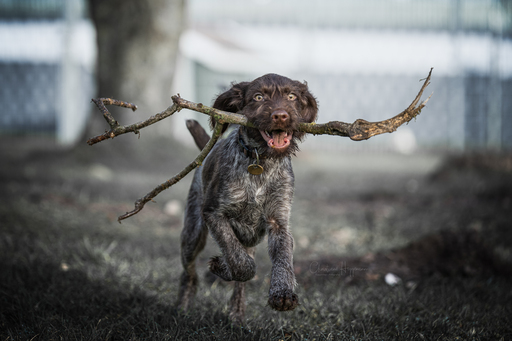 Christiane Heggemann | Outdoor | Hundefotograf auf alleFotografen