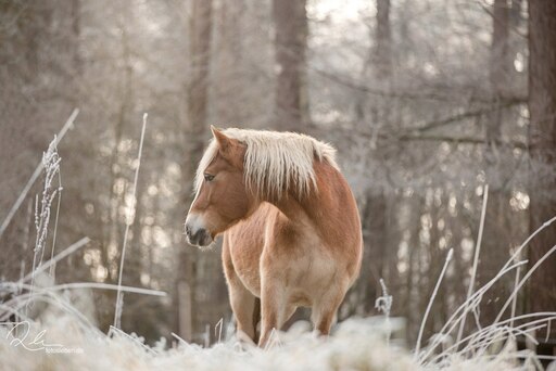 Fotosleben.de | Pferdefotografie | Hundefotograf auf alleFotografen