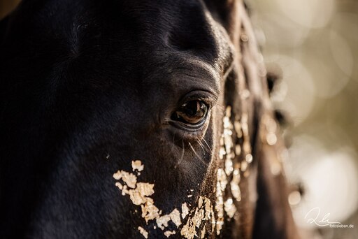 Fotosleben.de | Pferdefotografie | Landschaftsfotograf auf alleFotografen