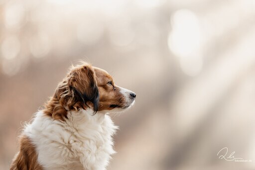 Fotosleben.de | Hundefotografie | Konzertfotograf auf alleFotografen