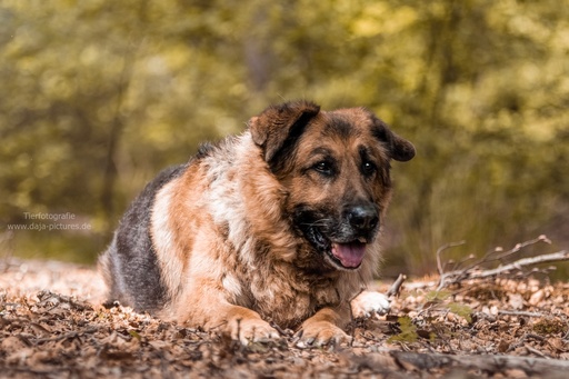 Tierfotografie daja-pictures | Hundefotografie | Portraitfotograf auf alleFotografen