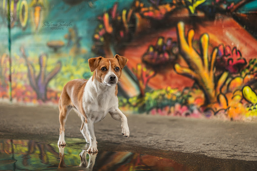 Stefanie Schäfer | Portfolio Hunde | Tierfotograf auf alleFotografen