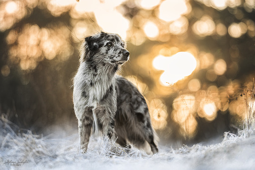 Stefanie Schäfer | Portfolio Hunde | Tierfotograf auf alleFotografen