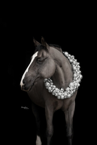 Reindeer Photography | Pferde | Tierfotograf auf alleFotografen