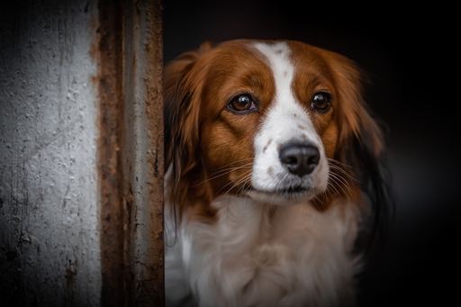 Anifellow - Portraits & Fotografie | Hundefotografie | Pferdefotograf auf alleFotografen