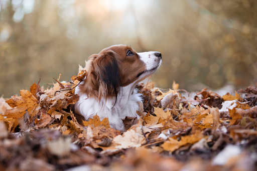 Anifellow - Portraits & Fotografie | Hundefotografie | Tierfotograf auf alleFotografen