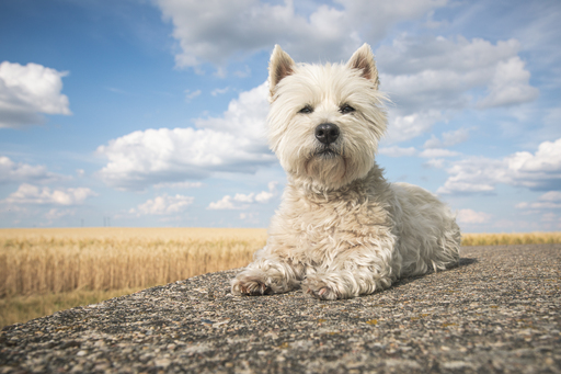Anifellow - Portraits & Fotografie | Hundefotografie | Hundefotograf auf alleFotografen