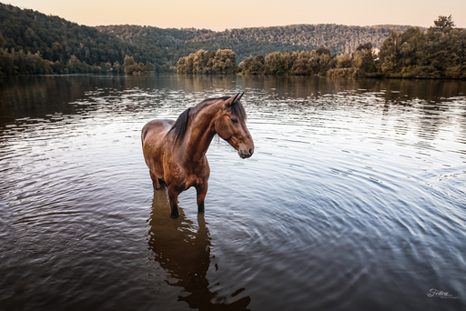 Anifellow - Portraits & Fotografie | Pferdefotografie | Hundefotograf auf alleFotografen