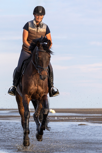 Annett Mirsberger | Pferde | Hundefotograf auf alleFotografen