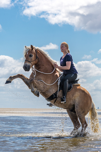 Annett Mirsberger | Pferde | Paarfotograf auf alleFotografen