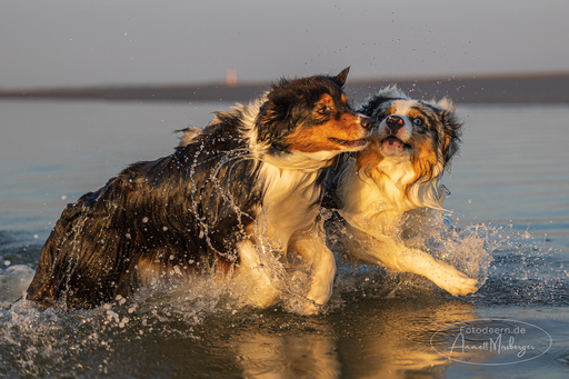 Annett Mirsberger | Hunde | Tierfotograf auf alleFotografen