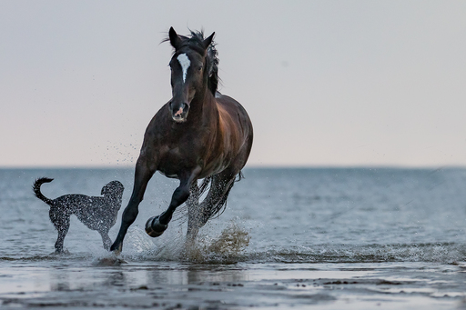 Annett Mirsberger | Pferde | Landschaftsfotograf auf alleFotografen
