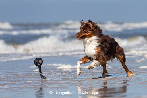 Annett Mirsberger | Hunde | Landschaftsfotograf auf alleFotografen
