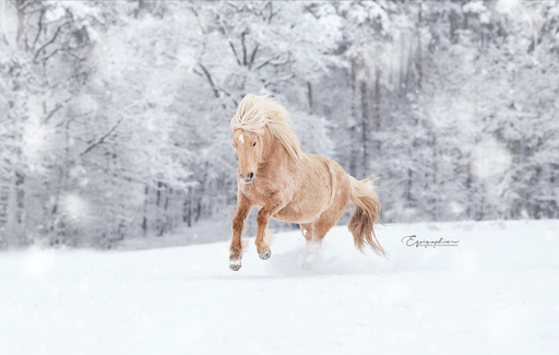 Heid Photographie | Pferdefotografie | Modefotograf auf alleFotografen