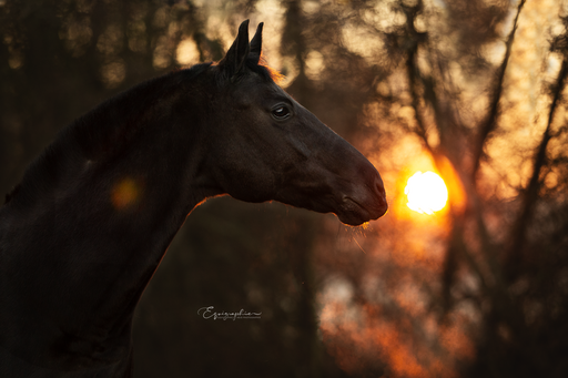 Heid Photographie | Pferdefotografie | Bewerbungsfotograf auf alleFotografen