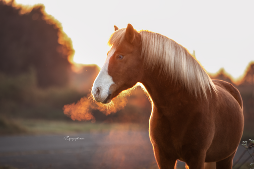 Heid Photographie | Pferdefotografie | Pferdefotograf auf alleFotografen