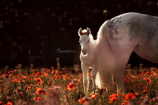 Heid Photographie | Pferdefotografie | Hundefotograf auf alleFotografen