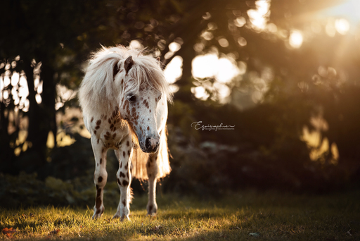Heid Photographie | Pferdefotografie | Modefotograf auf alleFotografen
