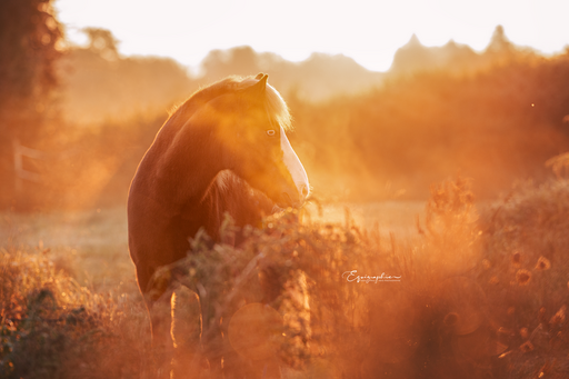Heid Photographie | Pferdefotografie | Kita- und Schulfotograf auf alleFotografen