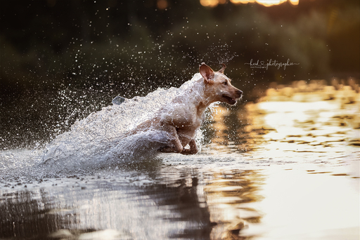 Heid Photographie | Hundefotografie | Hundefotograf auf alleFotografen