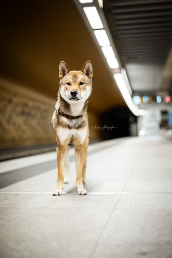 Heid Photographie | Hundefotografie | Tierfotograf auf alleFotografen