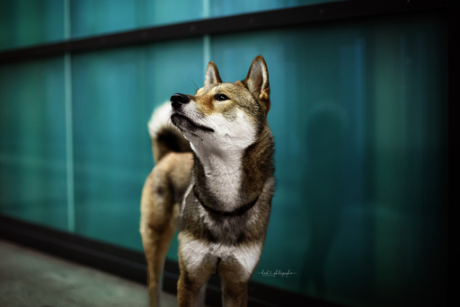 Heid Photographie | Hundefotografie | Pferdefotograf auf alleFotografen