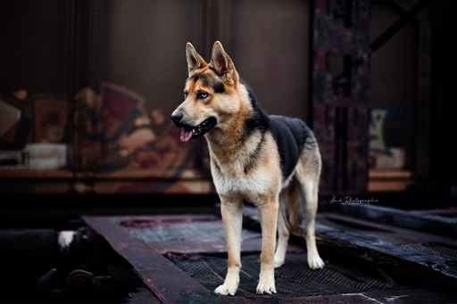 Heid Photographie | Hundefotografie | Kinderfotograf auf alleFotografen