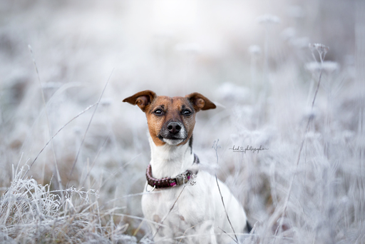 Heid Photographie | Hundefotografie | Bewerbungsfotograf auf alleFotografen