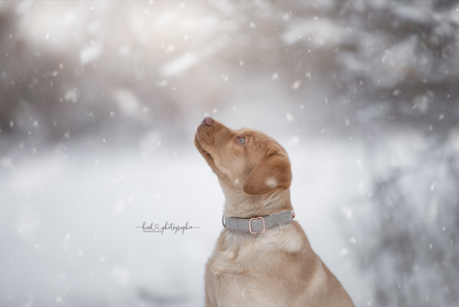 Heid Photographie | Hundefotografie | Paarfotograf auf alleFotografen